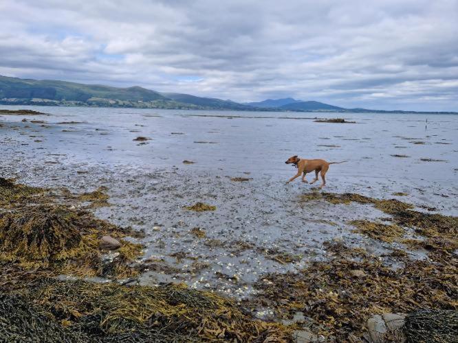 Appartement Carlingford Mountain And Sea Views Extérieur photo